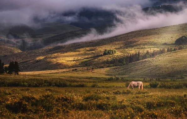 Field, flowers, mountains, nature, horse, hills, horse, pasture