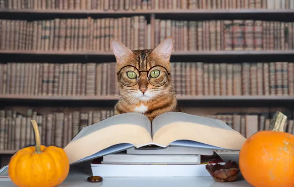Autumn, cat, cat, look, pose, pumpkin, pumpkin, Halloween