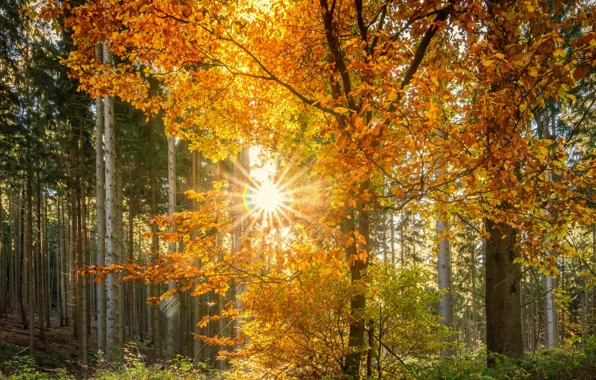 Picture autumn, forest, leaves, the sun, rays, trees