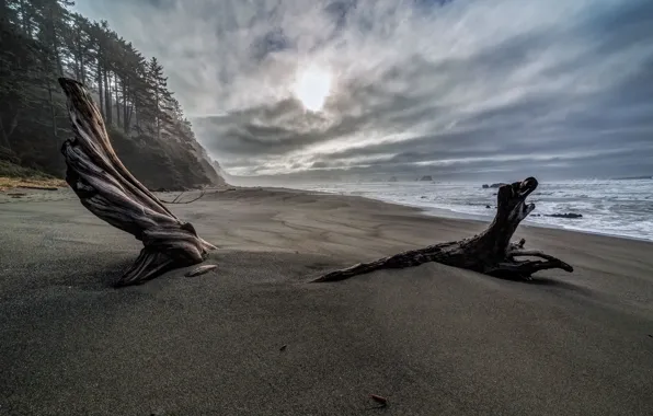 Picture sea, tree, shore