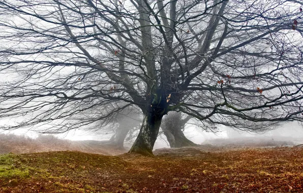 Picture Tree, Mist, Mountain Oaks