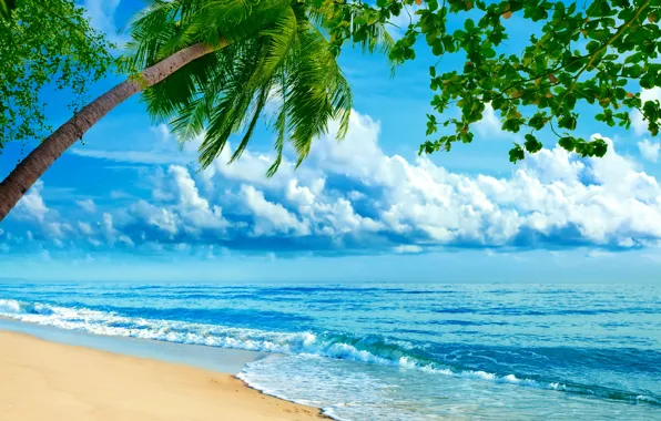 Sand, sea, clouds, tropics, palm trees, shore, horizon