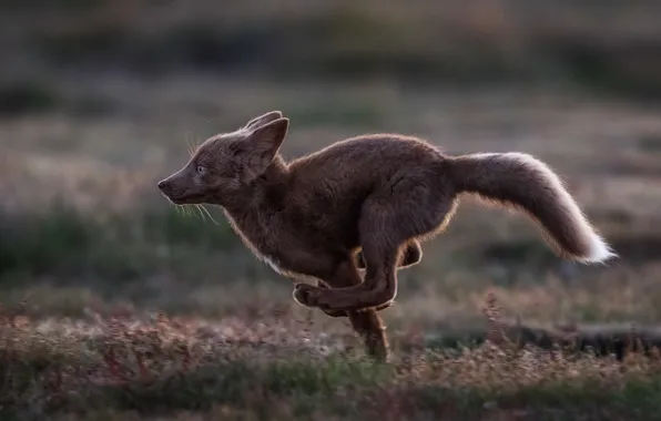 Pose, jump, glade, speed, running, Fox, profile, Fox