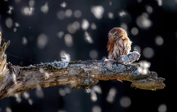 The dark background, tree, owl, bird, bitches, bokeh, owl