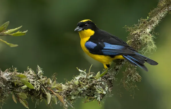 Picture background, bird, branch, Blue-winged mountain tanager