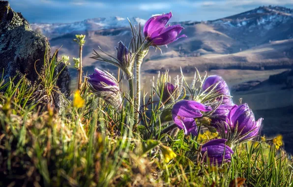 Wallpaper dream grass, meadow, anemones