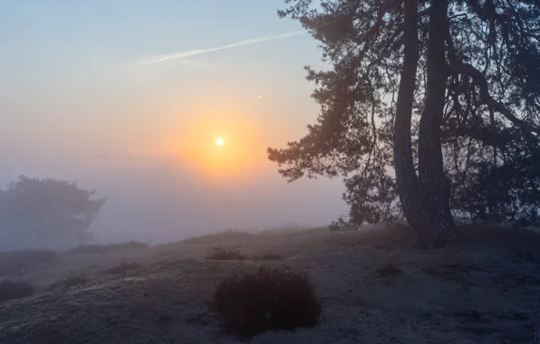Picture the sun, trees, branches, nature, fog, dawn, hills, morning