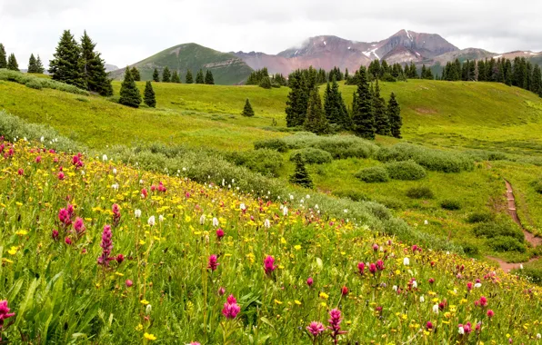 Greens, field, summer, grass, trees, flowers, mountains, meadow