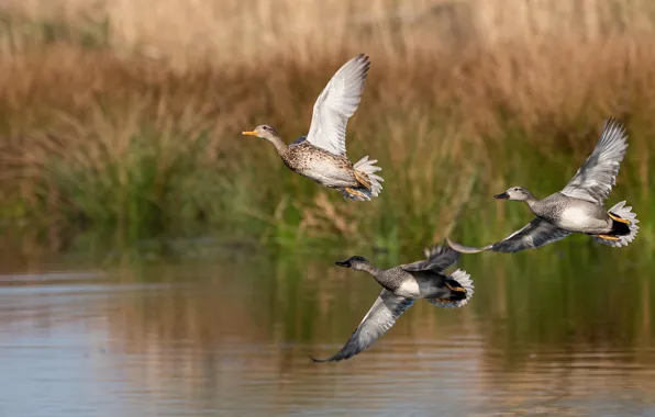Grass, water, flight, birds, shore, duck, three, duck