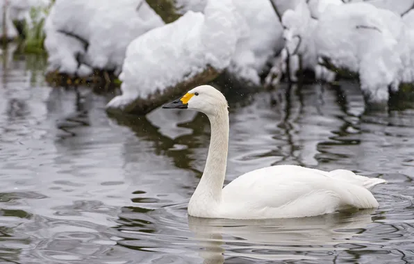 Picture white, snow, ruffle, grace, Swan, neck, pond