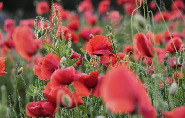 Field, flowers, red, bright, Maki, pink
