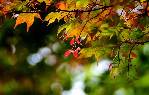 Autumn, forest, leaves, color, drops, nature, background, branch