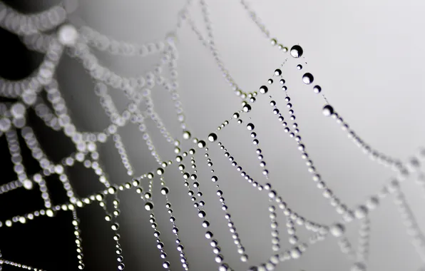 Drops, Rosa, web, gossamer