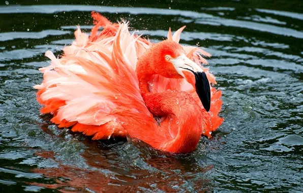 Picture WATER, DROPS, RUFFLE, SQUIRT, BIRD, PINK, FEATHERS, HEAD