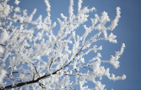 Picture winter, the sky, snow, branch, frost