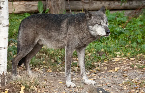 Black, wolf, predator