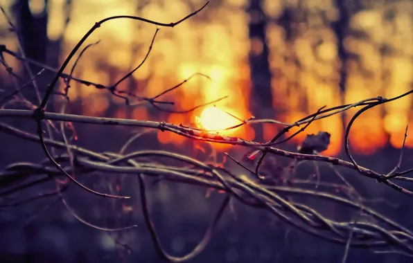 The sun, light, Trees, twigs