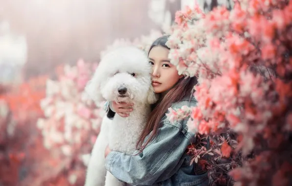 Look, girl, portrait, dog, Asian, poodle