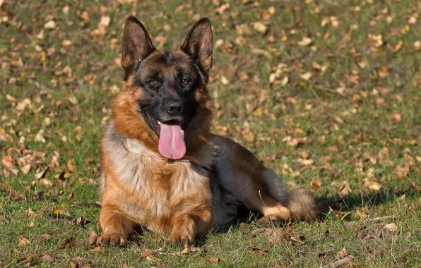 Look, dog, German Shepherd
