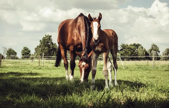 Picture field, summer, horse