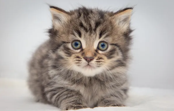 Cat, look, pose, grey, sweetheart, white background, lies, kitty