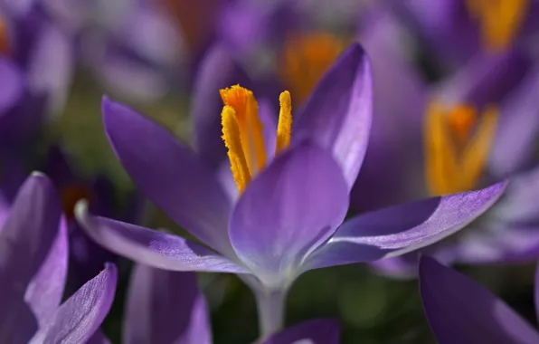 Macro, petals, Krokus, saffron