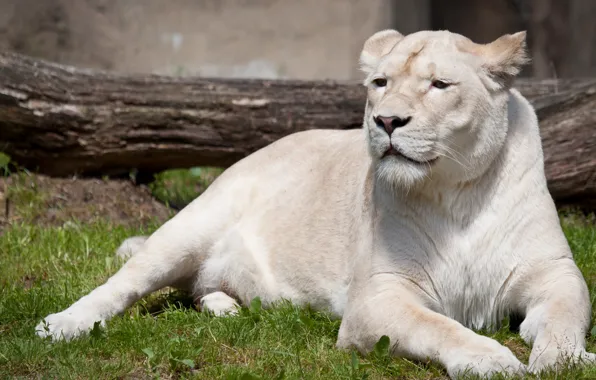 GRASS, WHITE, TIGER, ALBINO