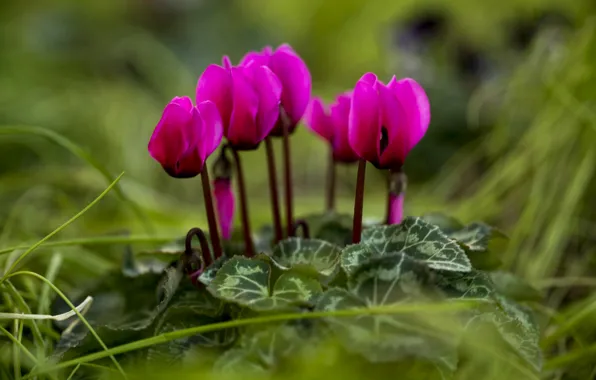 Bright, pink, cyclamen