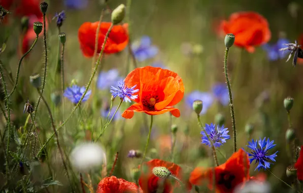 Summer, flowers, stems, glade, Maki, blur, meadow, red
