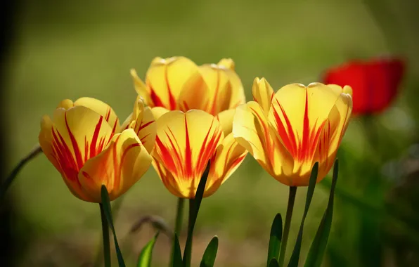 Light, flowers, stems, spring, yellow, petals, garden, tulips