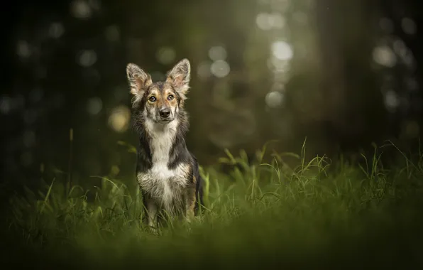 Greens, each, dog, Peanut