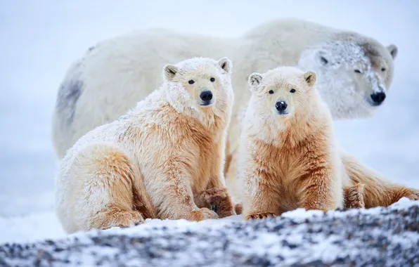 Winter, look, snow, nature, pose, the snow, three, bear