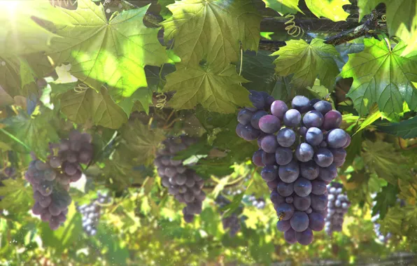 Picture leaves, the sun, art, grapes, bunch, vine