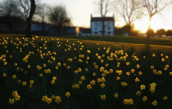 Grass, trees, sunset, flowers, home