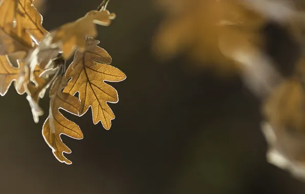 Leaves, macro, nature