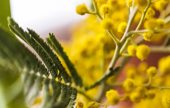 Flower, macro, Mimosa