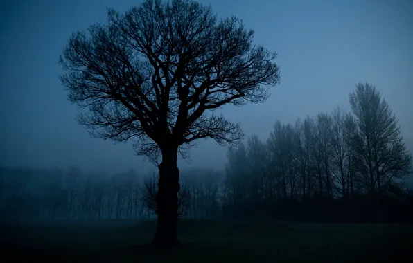 The sky, trees, night, nature, silhouettes, gloomy