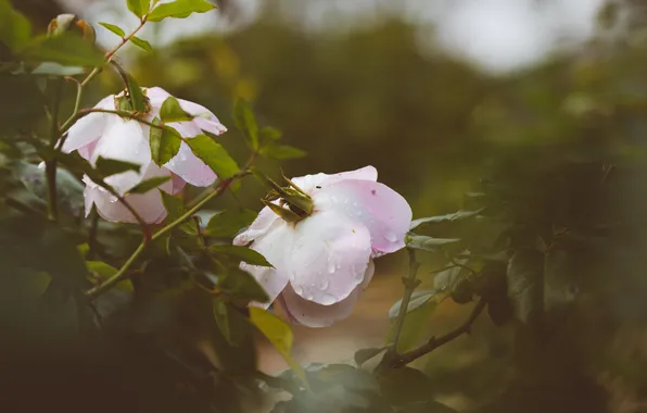Picture drops, flowers, Bush, roses, petals