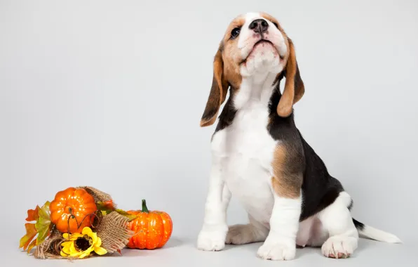 Picture puppy, pumpkin, breed, Beagle