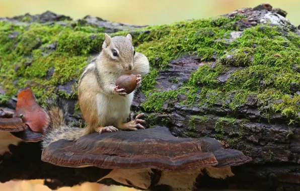 Moss, walnut, Chipmunk, log, bark, chaga mushroom