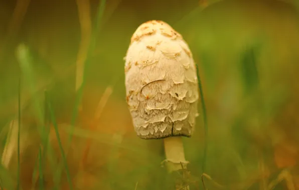 Picture autumn, background, mushrooms, paganka