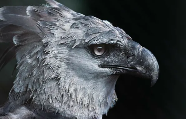 Bird, eagle, harpy, monkey killer