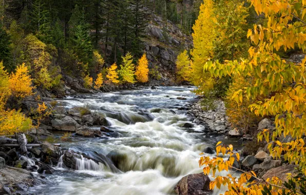 Autumn, trees, river, Washington State, Washington, Wenatchee National Forest, Icicle Creek