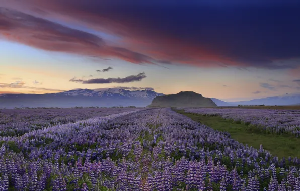 The sky, clouds, sunset, flowers, mountains, the evening, Iceland, lilac