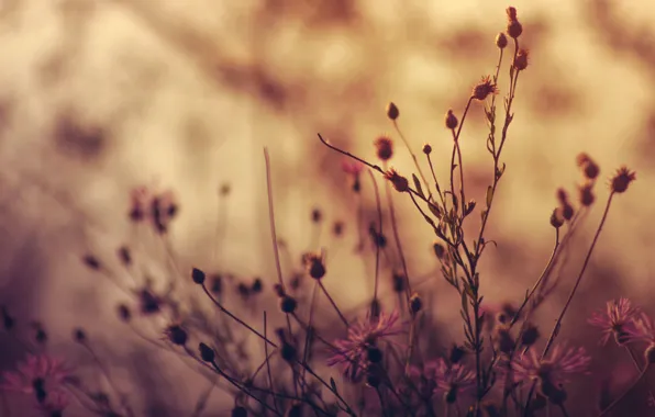 Macro, Flowers, Flower, Plant, Plants, Color, Flora, Plants