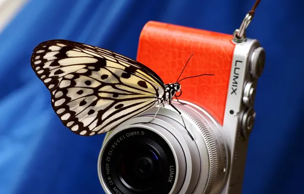 Macro, background, butterfly, camera