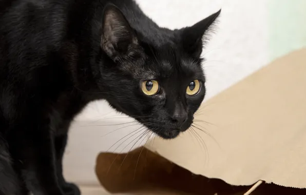Cat, cat, look, black