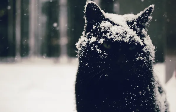 Eyes, cat, look, snow, background, Kote, Moody
