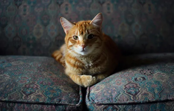 Cat, cat, look, face, light, sofa, red, lies