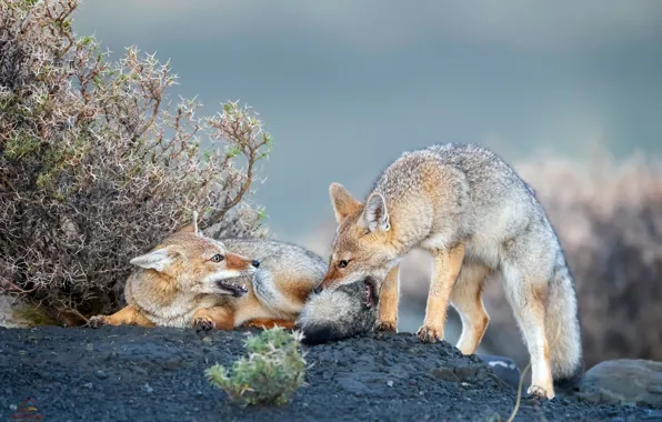 Nature, animals, the coyotes